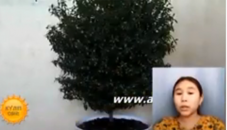 Бөлме өсімдіктерін  күту 7 "А" сыныбы
