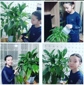 «Бөлме гүлдерін күтіп - баптау» ЭкоАсар акциясы